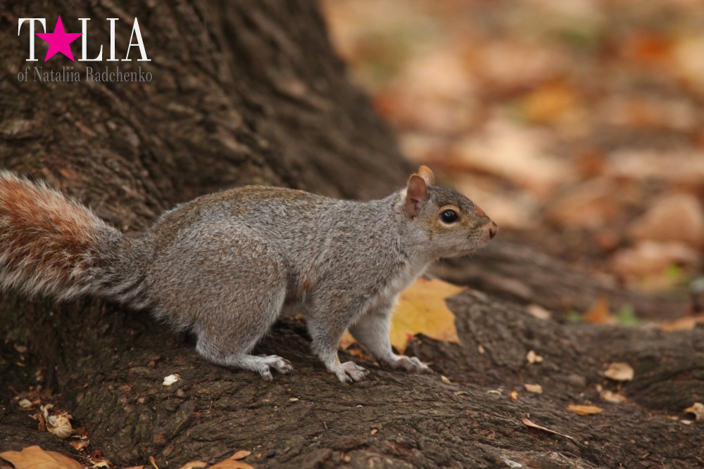 Вместо поздравления на 8 Марта! Всем женщинам посвящается! Осень 2015 или ода вечной молодости